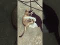 Husky Dance Husky Dog Funny