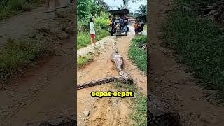 Download lagu Python Swallows Small Child! mp3