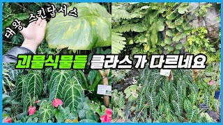 일본의 괴물식물들!! 특히 대왕 스킨답서스 보고 기절했습니다 ㅠㅠ