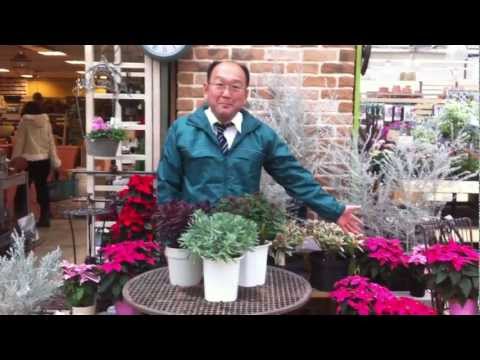 園芸 ユーフォルビア ブラックバード