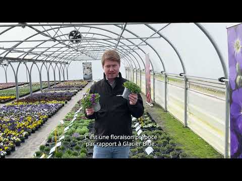 New Aubrieta Glacier Violet - French