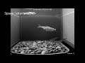 Delta Smelt Spawning On Substrates