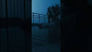 Gem club - Polly 💔