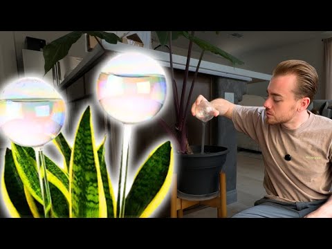 Soilagua 13oz Plant Watering Globes Review – Dual Pack Vacation Self Watering Inserts