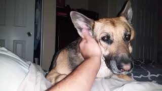 German Shepherd waking up the owner 6.20 am  my day off