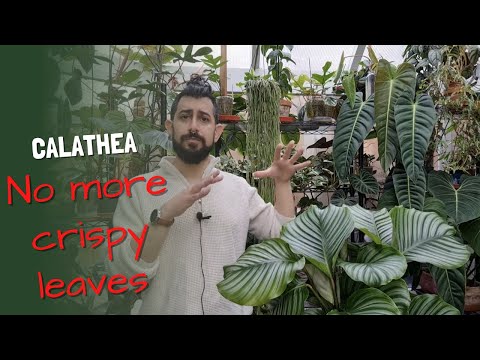 Houseplanty Goodness – Calathea growing tips that might surprise you