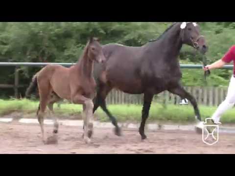 ODRZ008CH Hengstfohlen von Rock Forever - Acord II - Landgraf