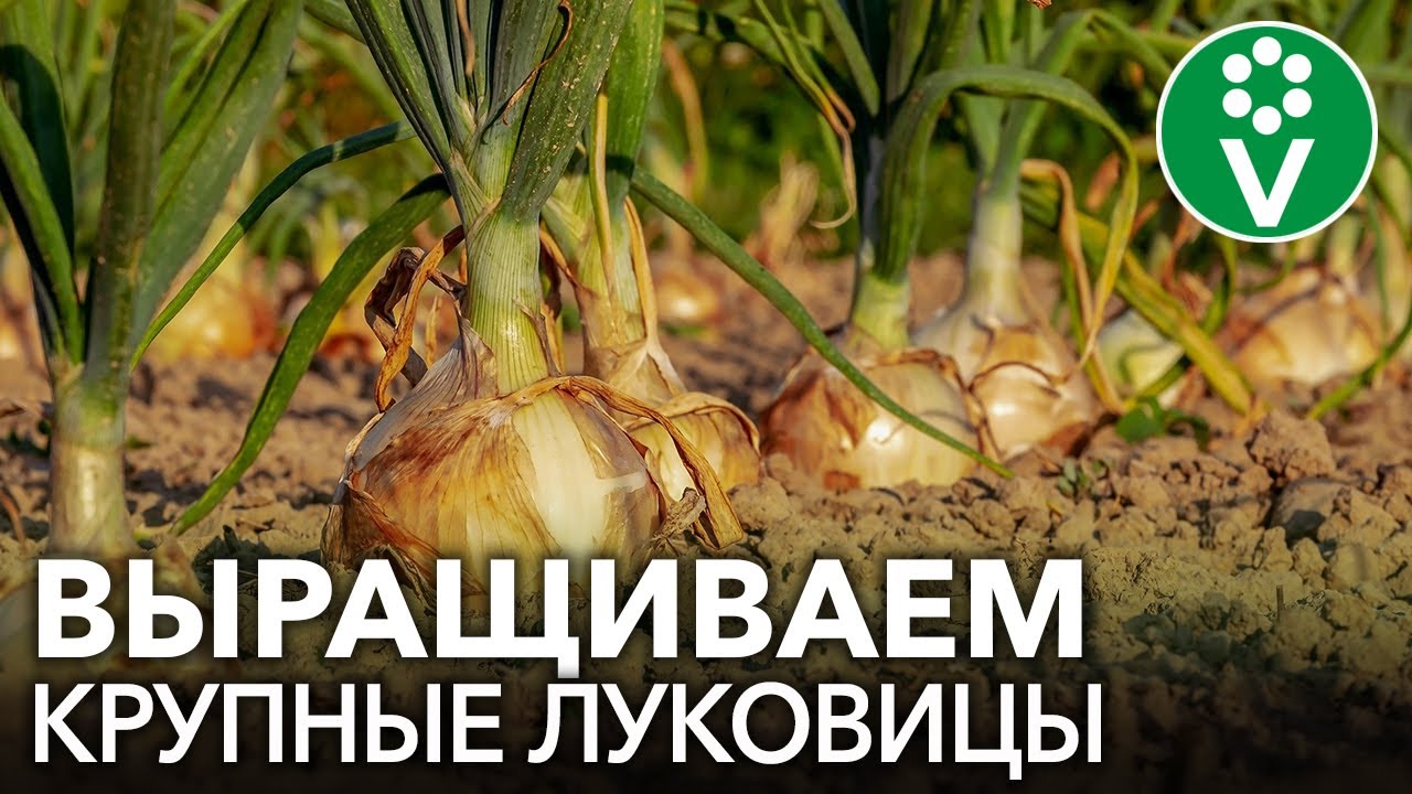 Весенняя подкормка луковичных - секреты успеха и ухода для великолепного урожая Весенняя подкормка луковичных: секреты успешного выращивания и ухода