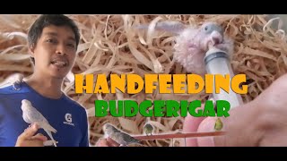 HAND FEEDING BUDGERIGAR