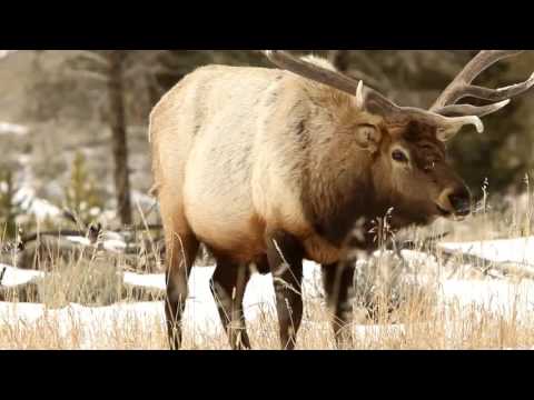 download lagu mp3 mp4 Elk Diet, download lagu Elk Diet gratis, unduh video klip Elk Diet