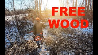 FREE ASH and OAK firewood cut! - #590