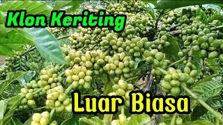 Download lagu Appearance of a cluster of curly clones mp3