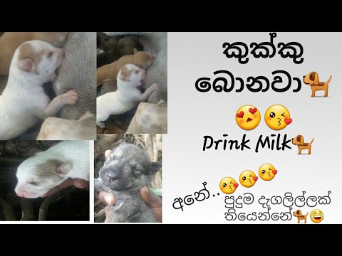 කුක්කු බොනවා🐕😍-Drink milk|Dog cat-බව්වෝ පූසෝ #Dog #Dogfunny #SrilankaDog #SrilankaDogfunny #Dogdrink