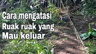 Download lagu Cara mengatasi ruak ruak yang tidak mau keluar // tips agar cepat dapat poin #birdtrap #ruakruak mp3