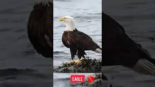 Download lagu Suara Elang || EAGLE || HAWK mp3 Download lagu Suara Elang || EAGLE || HAWK mp3