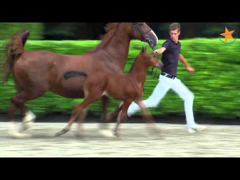 67 Kalista ( F One USA x Carthago)