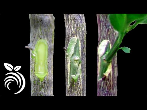 , title : 'Grafting Citrus Trees - Bud Grafting Successfully'