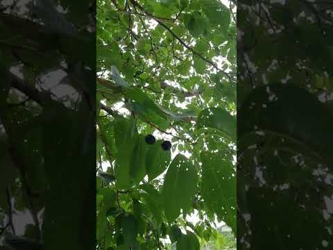 実がならない桜の木に水をやる方法