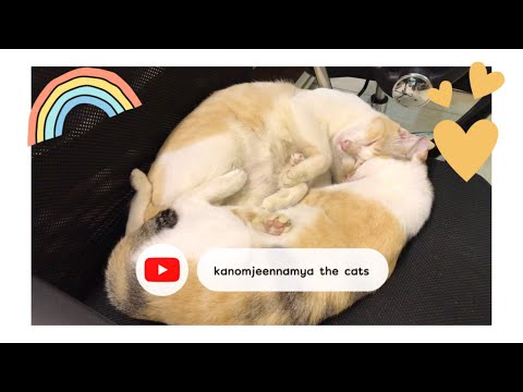 EP1. Kitty Cats Sleeping  |   แมวนอนด้วยกัน รักกันมาก 💗... แต่จบด้วย #cats #kanomjeennamyathecats