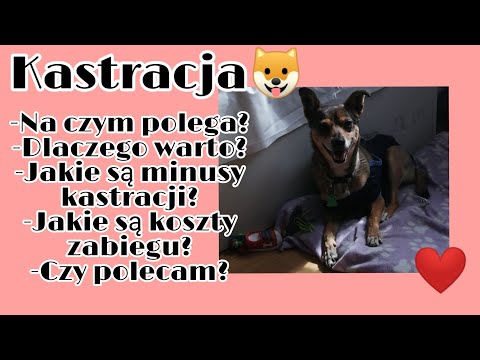 Kastracja 🐶