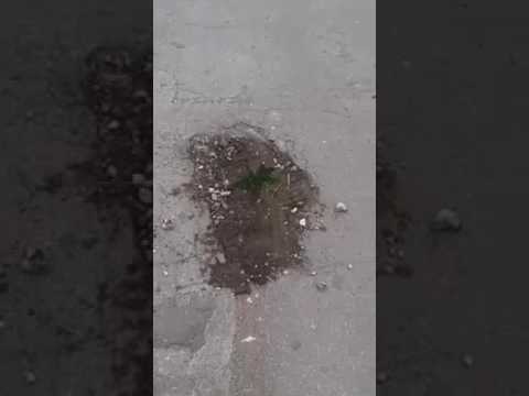 Copaci in asfalt la Stroesti