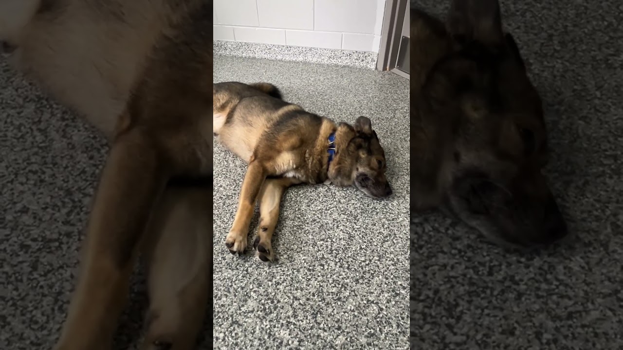 Zeus, a Adoptable Mixed Breed in Brookfield, WI video 6/6