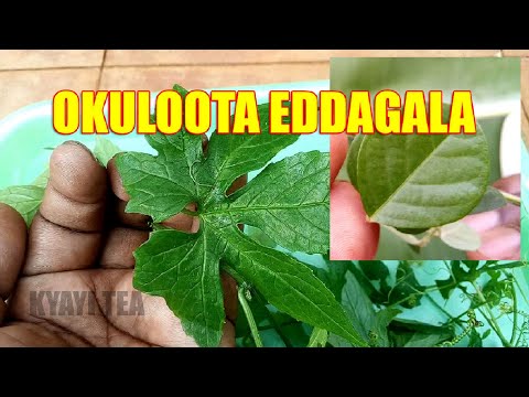 Okuloota Eddagala Elye Mikisa Mukirooto