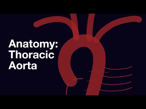 Anatomy - Branches of the Thoracic Aorta