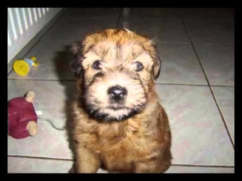 Odžaci – Saveti veterinara 29 07 2015