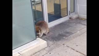 "Judy here with a raccoon" funny vine