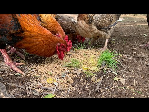 Schmatzende Hühner beim Fressen –Entspannende ASMR aus der Natur