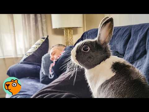 Grandpa Said No Pets! But One Rabbit Will Change Everything | Cuddle Buddies