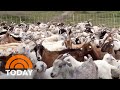 How goats are being used to combat wildfires before they happen