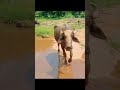 Jungli Bhais Ki Video Ek Sundar Drishya Please My Channel Subscribe