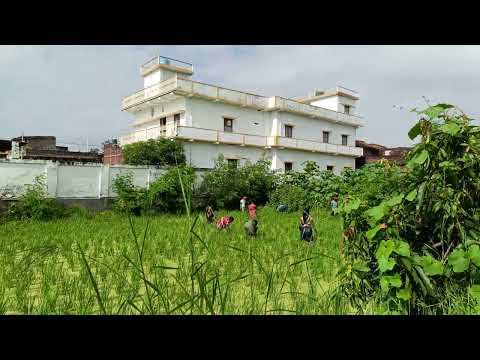 Dhan ki sohani (paddyAgricultural)Indian #country.