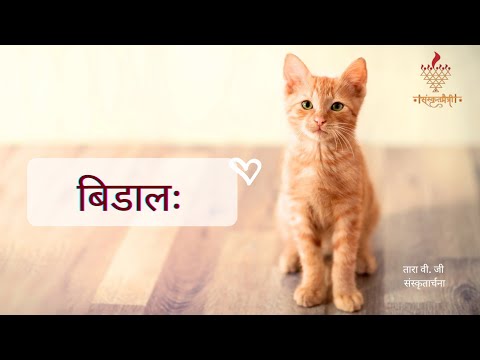 Cat, an interesting poem in Sanskrit. बिडालः (कविता)