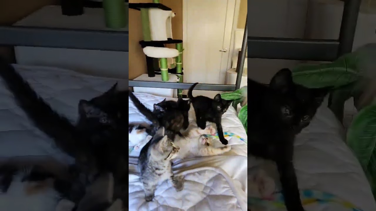 Aurora, an adopted mixed breed in San Jose, CA video 5/6
