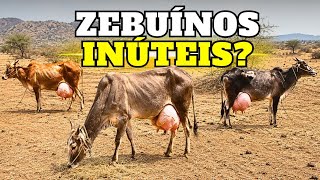 7 ZEBUS Da ÍNDIA Que FARIAM Muitos PECUARISTAS BRASILEIROS Coçarem a Cabeça