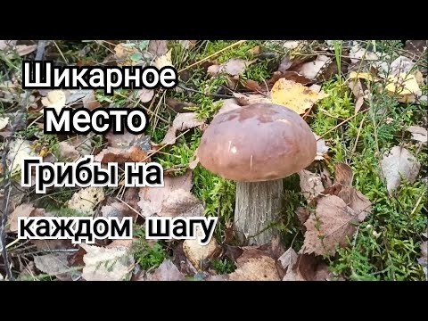 Грибы в беларуси 2024 году в октябре. Грибы в беларуси 2024 году в октябре. Белорусский белый гриб. Грибы в беларуси 2024 году в октябре. Опята в октябре.