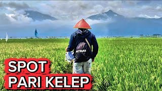 Download lagu Spot asinan mbah jago // mancing rawa pening terbaru mp3 Download lagu Spot asinan mbah jago // mancing rawa pening terbaru mp3