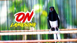 Download lagu KACER GACOR FULL MATERI, AMPUH PANCING KACER DIAM LANGSUNG ON mp3