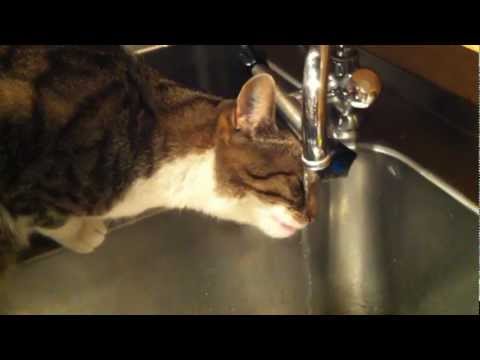 Thirsty cat, doesn't like water bowl.