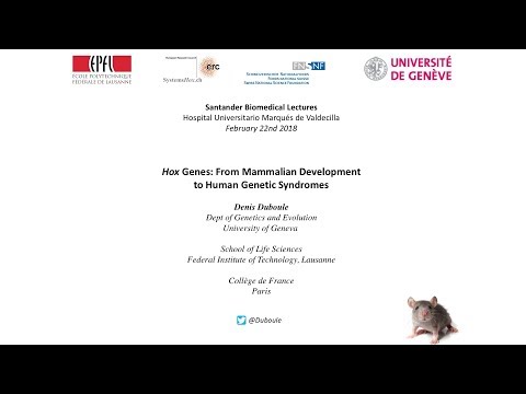 Hox Genes: From Mammalian Development to Human Genetic Syndromes