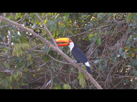 Rio Taquari – Coxim – MS - Pantanal – Brasil