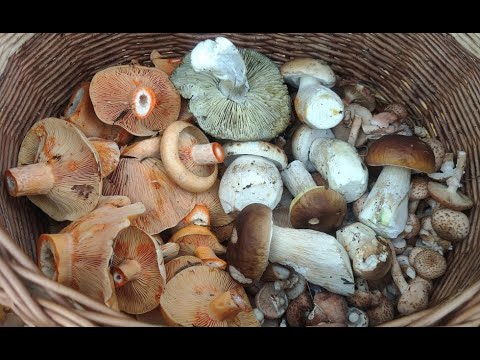 Późno jesienne grzyby