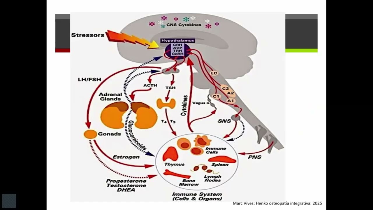 Abordaje del adulto mayor con Trastorno neurocognitivo , desde la perspectiva de su multimorbilidad.