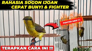 Download lagu TIPS TO MAKE SOGON IJOAN SOUND QUICKLY & GET A FIGHTER MENTALITY❗ mp3