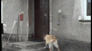 Dog rings doorbell