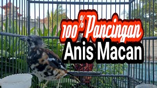 Download lagu Anis Macan Teler Super Gacor Pancingan Anis Macan ... mp3
