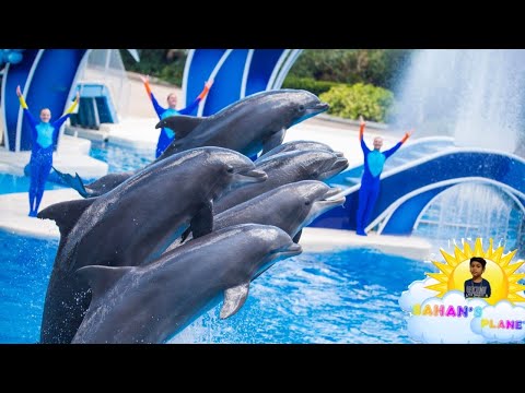 Sahan fun time at dolphin shows|Best orlando visitingplaces#seaworld orlando#dolphinshows|kidsvideos